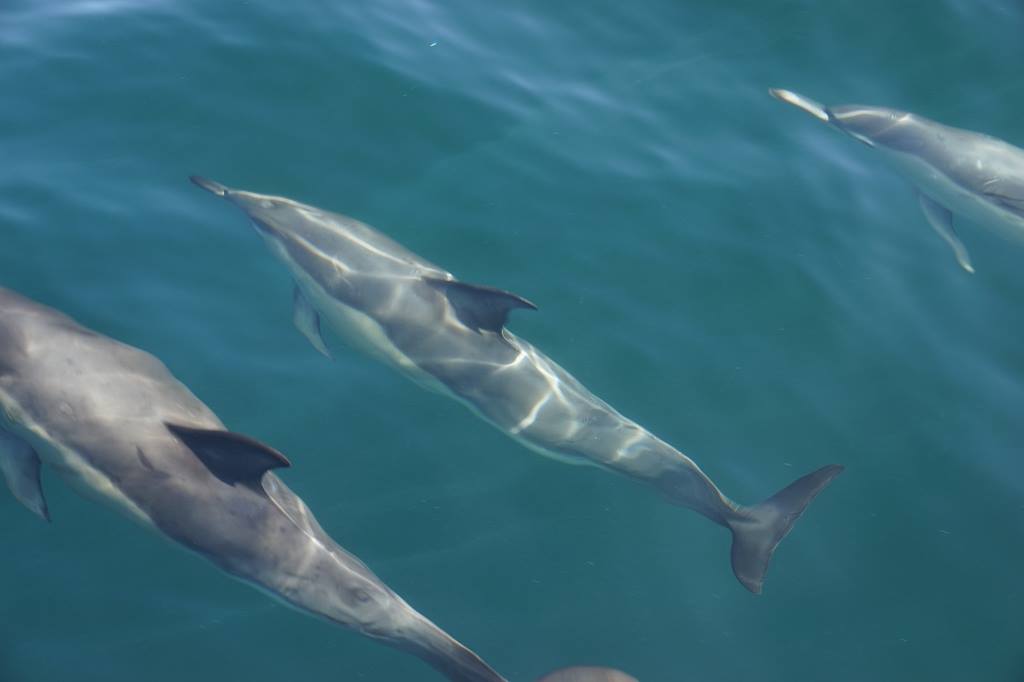 Dolphins at the Skelligs - Skellig Walker Cruises